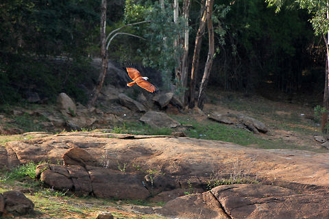 Time for food Brahminy Kite - It was time for a wedded couple photoshoot, instead, I found this gorgeous bird of prey gliding across a lake in search of food, and started taking its pics before moving on to the shoot that was planned. Brahminy Kite,Geotagged,Haliastur indus,India,brahminy,brahminy kite,feathers,flying,forest,india,kite,wings