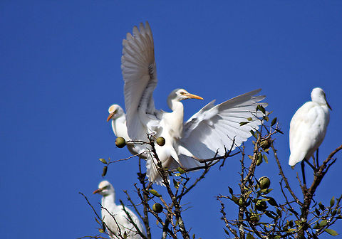 Surrender to me and I shall forgive you! Intermediate Egret - Clicked this pic before hiking towards Iruppu waterfall, Coorg. Geotagged,India,Intermediate Egret,Mesophoyx intermedia,egret,flying,intermediate,intermediate egret,white,wings
