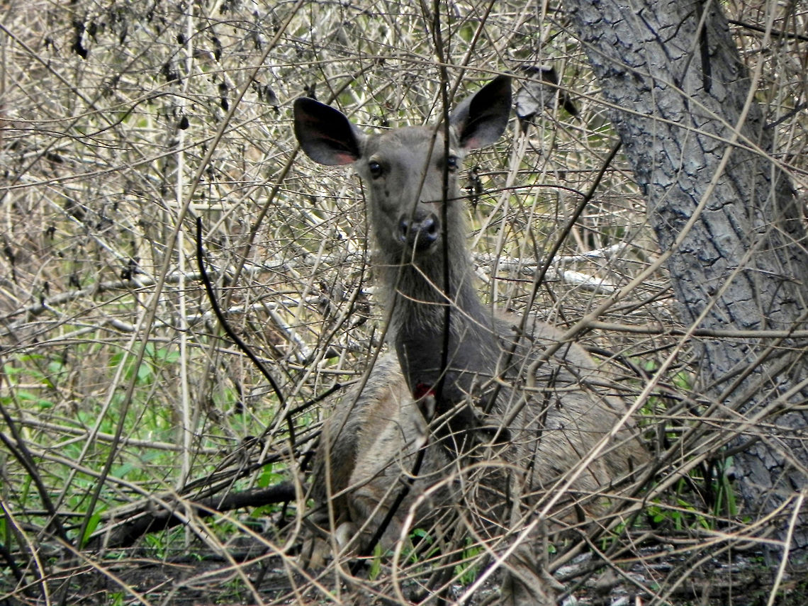 Wait.. You spotted me? A well camouflaged Sambar hind resting amidst the dried up bush / twigs in order to avoid dehydration from the scorching sun. Clicked this pic during 2011 Tiger Census, in Mudumalai forest, Tamil Nadu.<br />
<br />
It is definitely not as easy spotting them as it looks when we look at the picture. Geotagged,India,Rusa unicolor,Sambar,Sambar Deer,animal,deer,hind,india,jungle,mudumalai,sambar,wild