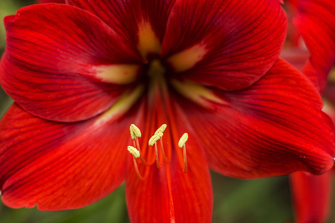 Red Temptress Amaryllis Belladonna (Red) - this mind-blowing flower belongs to the family &quot;Amaryllidaceae&quot;, and grows in color variations of white, cream, peach, magenta and nearly red hues, since it was bred in Australia in 1800s. The actual flower it was bred with in order to produce different colors is still unknown. Amaryllis belladonna,Belladonna Lily,Geotagged,India,amaryllis,flora,flower,red