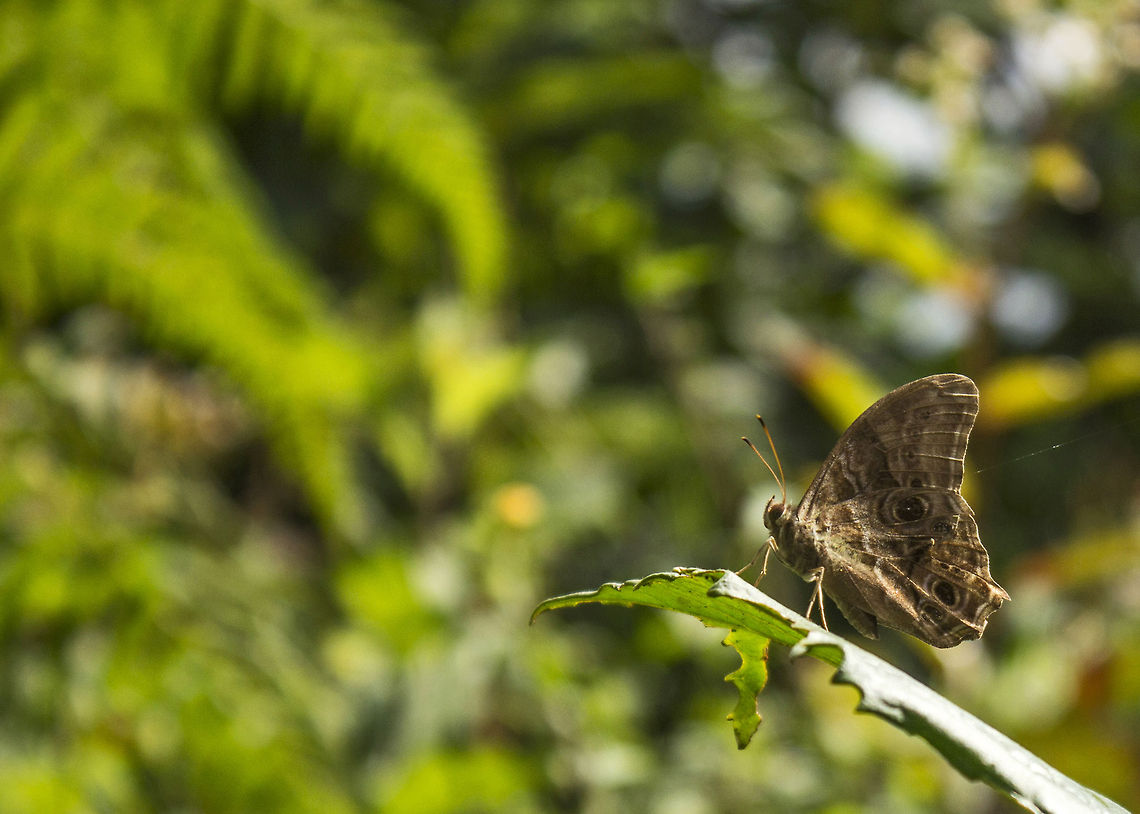 Haunting Sorrows Tamil Treebrown (Lethe drypetis) - Not vibrant, but one of the beautiful species of Indian butterflies. Geotagged,India,Lethe drypetis,Tamil Treebrown,brown,butterfly,india,wings