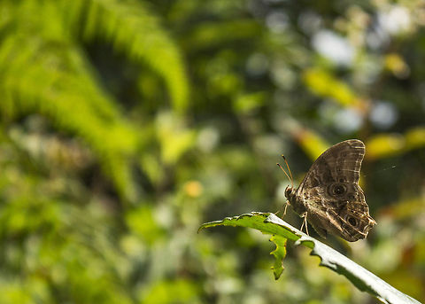 Haunting Sorrows Tamil Treebrown (Lethe drypetis) - Not vibrant, but one of the beautiful species of Indian butterflies. Geotagged,India,Lethe drypetis,Tamil Treebrown,brown,butterfly,india,wings