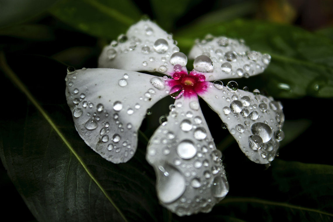 Naturally beautiful &quot;Catharanthus Roseus&quot; AKA &quot;Rosy Periwinkle&quot; AKA &quot;Mediterranean White Periwinkle&quot; AKA &quot;Pacivica Polka Dot (Hybrid Vinca flower)&quot; Catharanthus roseus,Geotagged,India,Madagascar rosy periwinkle,catharanthus roseus,flora,flower,mediterranean,periwinkle,rosy periwinkle,vinca,white