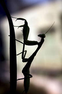 Shadow Assasin Sphodromantis baccettii - Praying Mantis Geotagged,India,Sphodromantis baccettii,green,insect,mantis,praying mantis,shadow