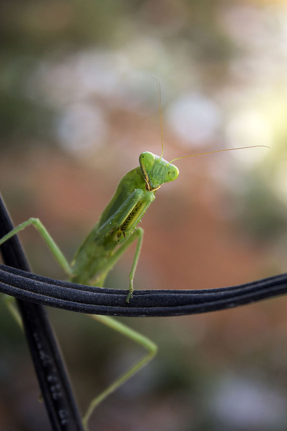 I know Kung-fu Sphodromantis baccettii - Praying Mantis Geotagged,India,Sphodromantis baccettii,green,insect,mantis,praying mantis