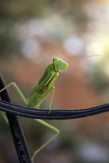 I know Kung-fu Sphodromantis baccettii - Praying Mantis Geotagged,India,Sphodromantis baccettii,green,insect,mantis,praying mantis