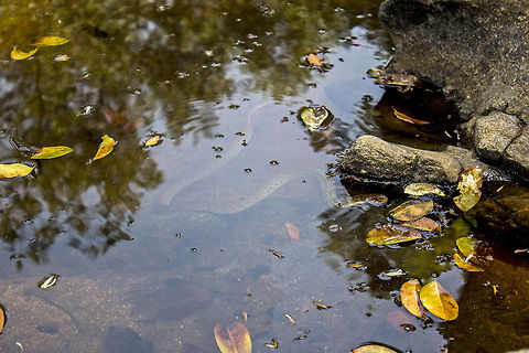 Keeping it discreet Checkered Keelback - in its natural habitat Checkered keelback,Geotagged,India,Xenochrophis piscator,camouflage,non-venomous,reptile,scales,snake,water