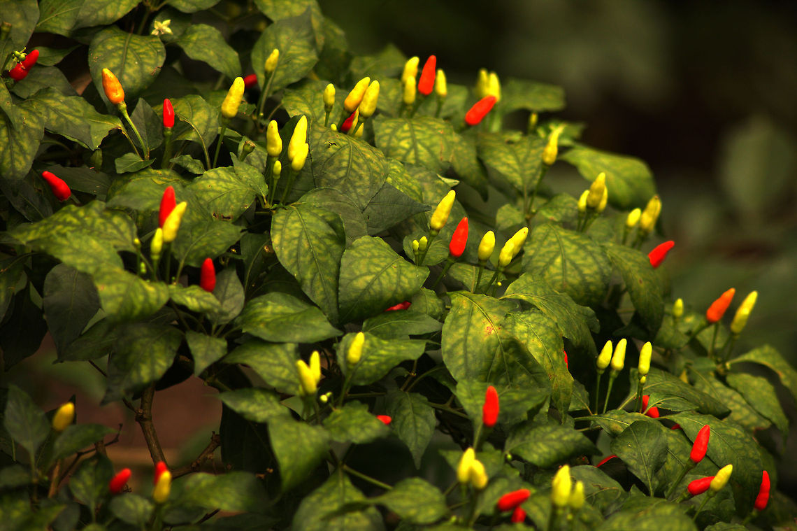 Hot! Capsicum Annuum - Chilli Pepper, with plant. Capsicum annuum,Capsicum frutescens,Geotagged,India,chilli,hot,pepper