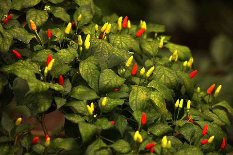 Hot! Capsicum Annuum - Chilli Pepper, with plant. Capsicum annuum,Capsicum frutescens,Geotagged,India,chilli,hot,pepper
