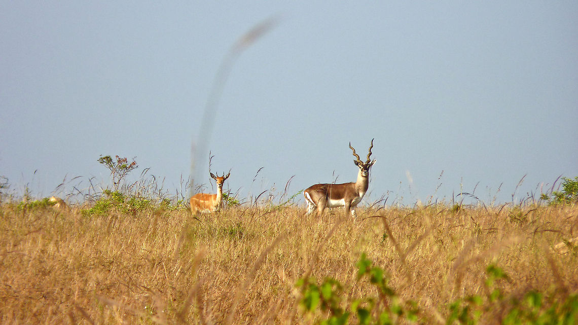 Couple on High Alert Blackbucks (Antilope cervicapra) - I&#039;m lucky that I live only a couple of hours away from the closest Blackbuck reserve, and I&#039;m glad they flourish in good numbers there! Antilope cervicapra,Blackbuck,blackbuck,grassland,reserve