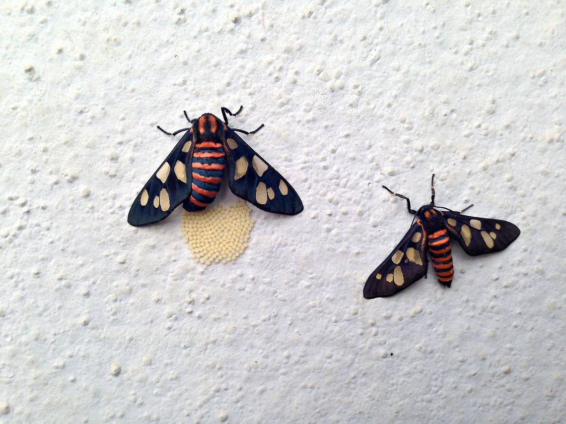 Push, baby.. Push! Amata Passalis (Wasp Moth) - These moths gave me an opportunity to witness the process of their reproduction - from making out, till laying eggs! ;) Amata passalis,Geotagged,India,india,moth,wasp moth