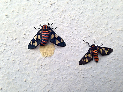 Push, baby.. Push! Amata Passalis (Wasp Moth) - These moths gave me an opportunity to witness the process of their reproduction - from making out, till laying eggs! ;) Amata passalis,Geotagged,India,india,moth,wasp moth