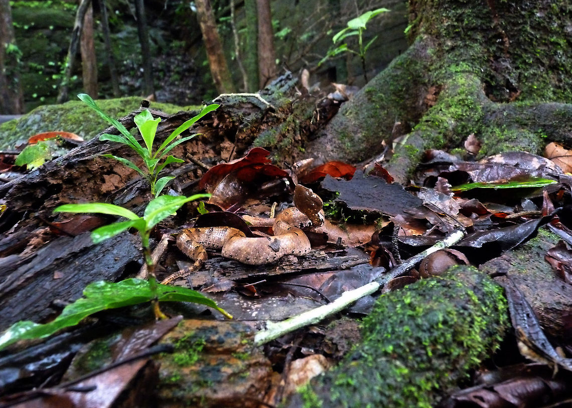 Eye-sight challenge! Hump-nosed pit viper (family - Hypnale Hypnale) - Spotted this juvenile Viper during the trek in the wilderness of Gerusoppa, Shimoga (Western Ghats) a few years ago. Geotagged,Hump-nosed pit viper,Hypnale hypnale,India,bite,camouflage,crawl,gerusoppa,hypnale,shimoga,snake,venom,venomous,viper,western ghats