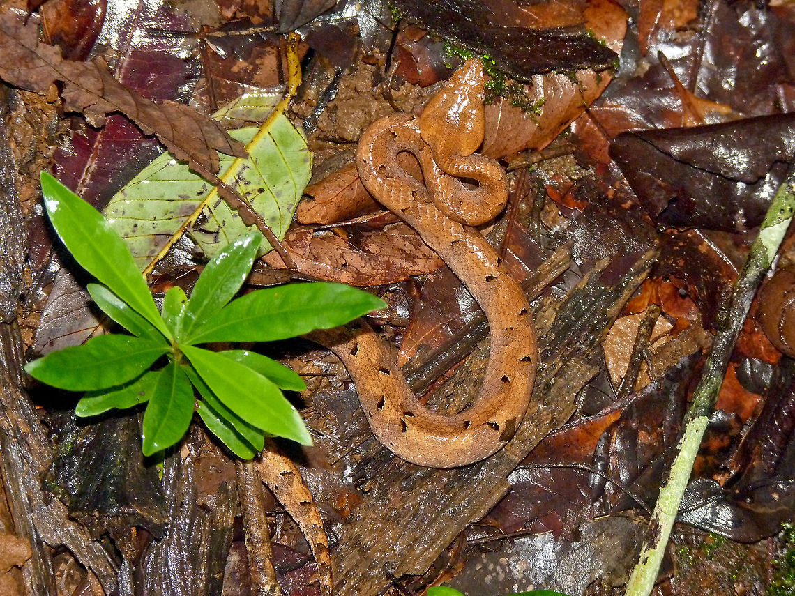Back off! Hump-nosed pit viper (Family - Hypnale Hypnale) - This snake species belongs to the venomous line of Pit Vipers, and is endemic to India and Sri-Lanka. They don&#039;t bear the strongest venom, but if their bite is untreated within a few hours, it can be potentially fatal to humans. Looking like dead tree barks / branches or even leaves sometimes, they are hard to spot, which increases the risk of getting bitten by them in the wild.<br />
<br />
They are endemic to India and Sri-Lanka, and they live in wet and humid conditions. I clicked this image during my trek to Gerusoppa, Shimoga (Western Ghats) here in South India, where the lush green jungles are a bliss to eyes! Danger lurks in every footstep in such dense forests, and one must be extremely careful about every step they take. To make the matters worse, such places are usually Leech infested! Geotagged,Hump-nosed pit viper,Hypnale hypnale,India,bite,crawl,gerusoppa,hypnale,scales,shimoga,snake,venom,viper,western ghats