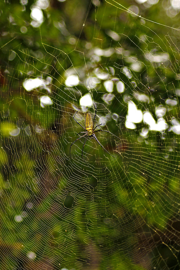 Waiting for my meal Golden Orb-web Spider (Nephila pilipes) - Found this Spider sitting on its web a few feet above the ground level in Agumbe Rain Forest. As usual, clicked this one during the trek. It is one of the biggest spiders in the world.<br />
<br />
Females can grow to a body size of up to 20 cm overall, but their male counterpart grow to a body size of merely 5 mm overall. Geotagged,India,Nephila pilipes,Rainforest,agumbe,golden,golden orb-web spider,spider,spidey,web