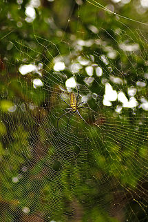 Waiting for my meal Golden Orb-web Spider (Nephila pilipes) - Found this Spider sitting on its web a few feet above the ground level in Agumbe Rain Forest. As usual, clicked this one during the trek. It is one of the biggest spiders in the world.

Females can grow to a body size of up to 20 cm overall, but their male counterpart grow to a body size of merely 5 mm overall. Geotagged,India,Nephila pilipes,Rainforest,agumbe,golden,golden orb-web spider,spider,spidey,web