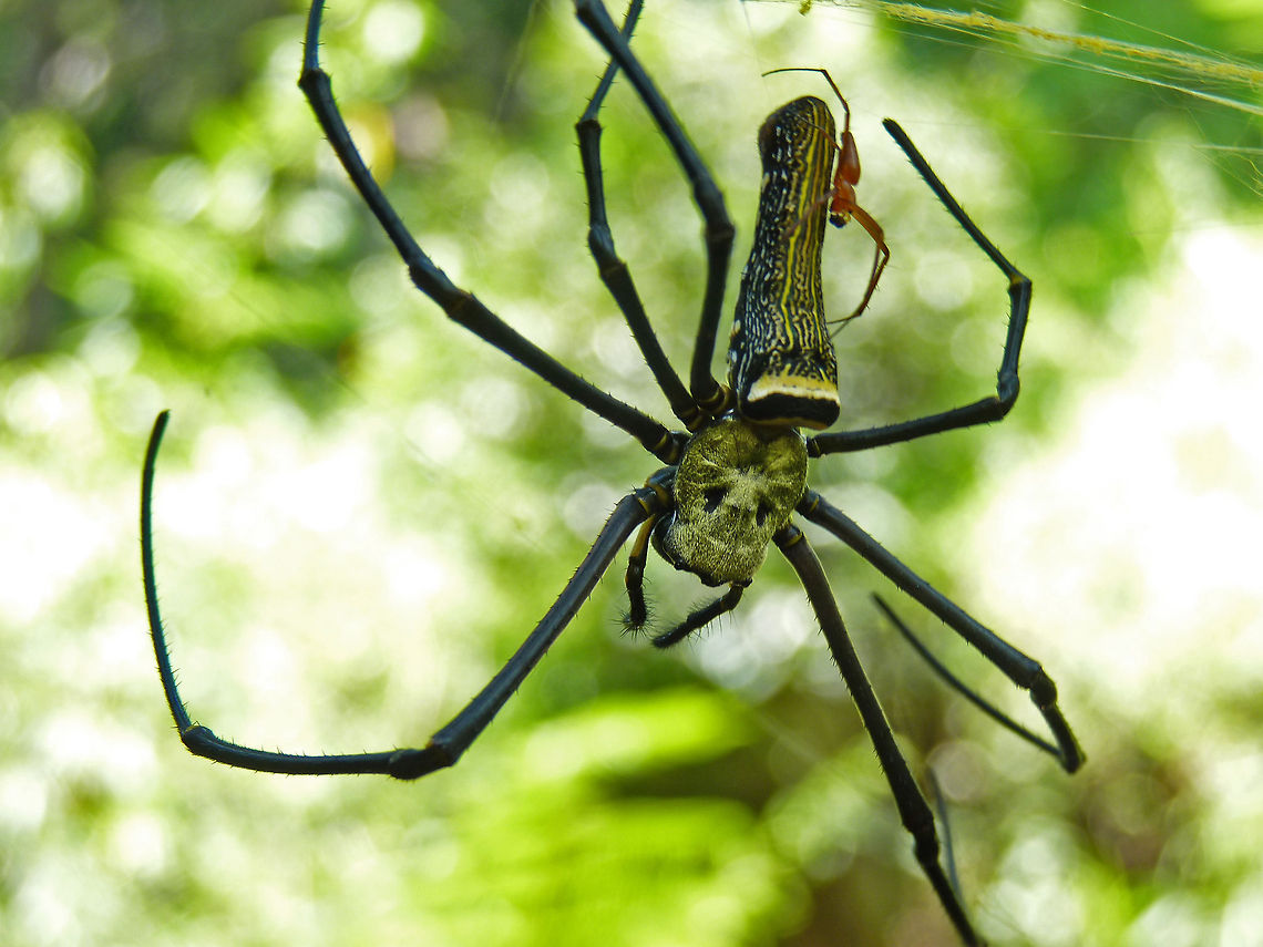 It will only take a minute, my love Golden orb-web Spider (Nephila Pilipes) - One of the biggest Spiders in the world. I spotted this Spider on the way to Mandalpatty, Corrg. This is was the first time ever I witnessed such a giant spider, and it was quite scary to witness it just hanging down from a tree. Luckily, I got to capture both, Male and Female spiders in one picture!<br />
<br />
Females can grow to a body size of up to 7 cm overall, but their male counterpart grow to a body size of merely 5 mm overall. Species from Taiwan have been known to reach over 5 in (130 mm = 13 cm), legspan included, in mountainous country. Geotagged,India,Nephila pilipes,arachnid,golder orb-web spider,spider,spidey,web