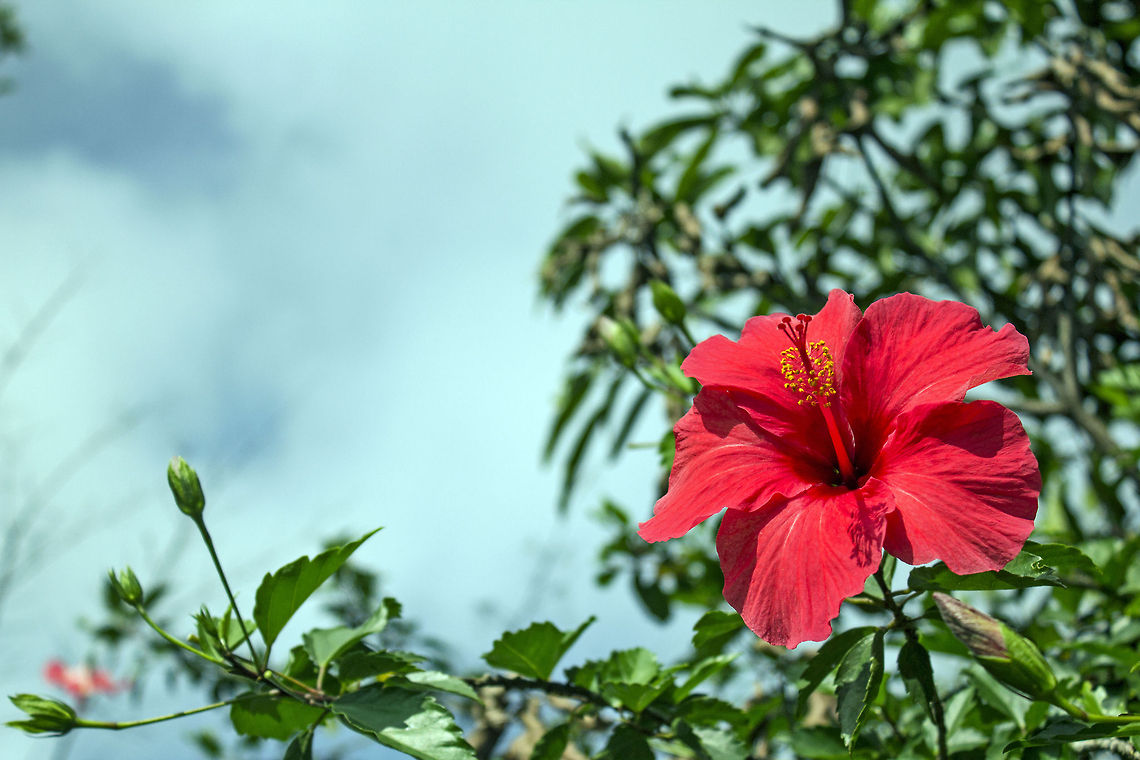 Prime time! Hibiscus rosa-sinensis "Brilliant" - known colloquially as Chinese hibiscus,[2] China rose,[2] Hawaiian hibiscus,[2] and shoe flower,[citation needed] is a species of flowering plant in the Hibisceae tribe of the family Malvaceae, native to East Asia. Chinese hibiscus,Geotagged,Hibiscus rosa-sinensis,India,brilliant,chinese,flower,hibiscus,hibiscus rosa-sinensis,india,red,rosa-sinensis