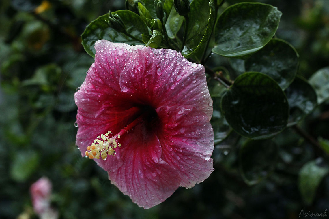 Shower time Hibiscus - It rained for some time and made it more interesting to capture the look of the flower on my camera (a few while ago).<br />
<br />
P.S. Sorry about the distracting Watermark. I could not find the original image without my watermark on it. Chinese hibiscus,Geotagged,Hibiscus rosa-sinensis,India,dew,droplets,flora,flower,hibiscus,pink,rain,water
