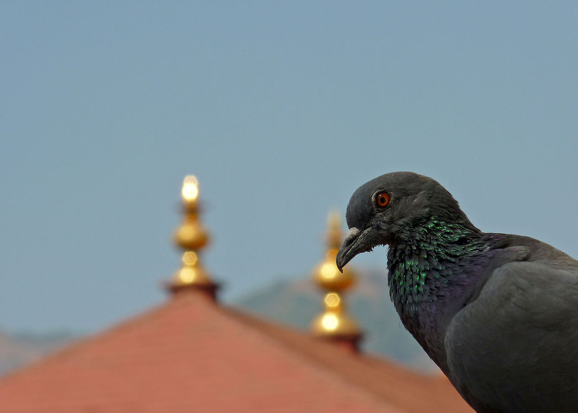 I've got to get the revenge Rock Dove AKA Rock Pigeon (Columba Livia Intermedia) - simply referred to as &quot;Pigeon&quot;. The Rock Pigeon sub-species &quot;Columba Livia Intermedia&quot; is limited to Sri-Lanka and India. Columba livia,Geotagged,India,Rock Dove,bird,columba livia intermedia,feathers,india,pigeon,rock,rock dove,wings