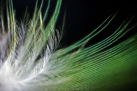 Built to impress The budgerigar (Melopsittacus undulatus) /ˈbʌdʒərɨɡɑr/, also known as common pet parakeet or shell parakeet and informally nicknamed the budgie, is a small, long-tailed, seed-eating parrot.

The feather belongs to a cute little male Budgie I had for a few days at home. They make a very interesting photographic subject - evidently! Budgerigar,Geotagged,India,Melopsittacus undulatus,bird,budgie,feather,green,white