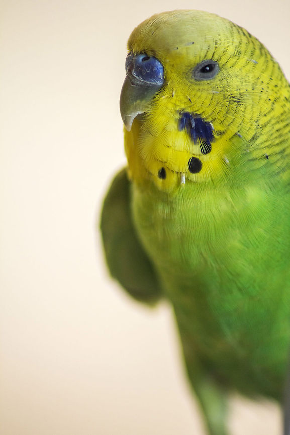 Just Perfect Budgerigar - nicknamed &quot;Budgie&quot;. A lovely little bird from Australia.<br />
<br />
Apart from being bred as pets, Budgies exist in wild till this date in large numbers. Budgerigar,Geotagged,India,Melopsittacus undulatus,bird,budgie,feather,green,wings