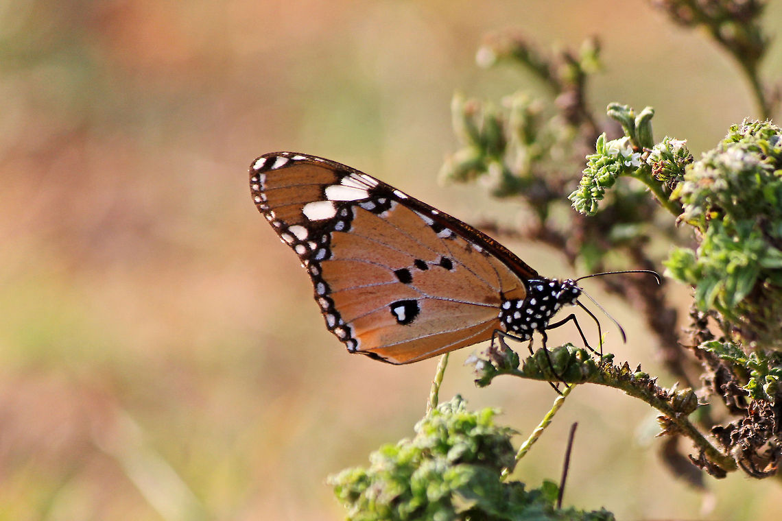Go get em' Tiger! Danaus chrysippus - One of India&#039;s very common, yet beautiful Butterflies. It is also known by the names &quot;Plain Tiger&quot; and &quot;African Monarch&quot;. It is widespread in India and Africa. African Monarch,Danaus chrysippus,Geotagged,India,african monarch,butterfly,colorful,india,plain tiger,spots,wings