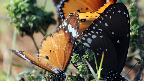 Flock you! Two different species of butterfly here:

1) On the left - "Plain Tiger" AKA "African Monarch" (Danaus chrysippus) - A commonly found butterfly species in India and Africa.

2) On the right - sometimes referred to as "Common Indian Crow" (Euploea core) is a commonly found butterfly in South Asia. It belongs to the Crows and Tigers subfamily Danainae African Monarch,Danaus chrysippus,Geotagged,India,african monarch,butterfly,colorful,common indian crow,euploea core,plain tiger,spots,wings