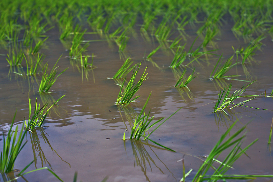 Paddy Plantation Asian Rice (Oryza sativa) - What we see in the image above is the rice paddy plantation in the cultivated field.<br />
<br />
It is a muddy, back breaking work, planting these little plants, just so we can feed on the Rice later on. Hence, let us not waste such valuable food, as it not only involves money, but many peoples blood, sweat, and pain behind its production. Asian Rice,Asian rice,Geotagged,India,Oryza sativa,agriculture,field,food,green,land,paddy,rice,unmilled,water
