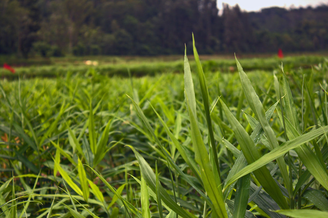 Ginger Plantation Ginger Plant (Zingiber Officinale) Geotagged,Ginger,India,Zingiber officinale,agriculture,field,ginger,green,plant