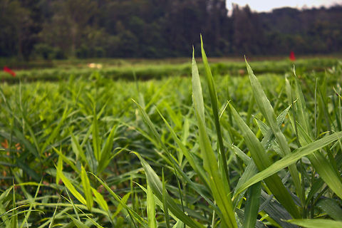 Ginger Plantation Ginger Plant (Zingiber Officinale) Geotagged,Ginger,India,Zingiber officinale,agriculture,field,ginger,green,plant