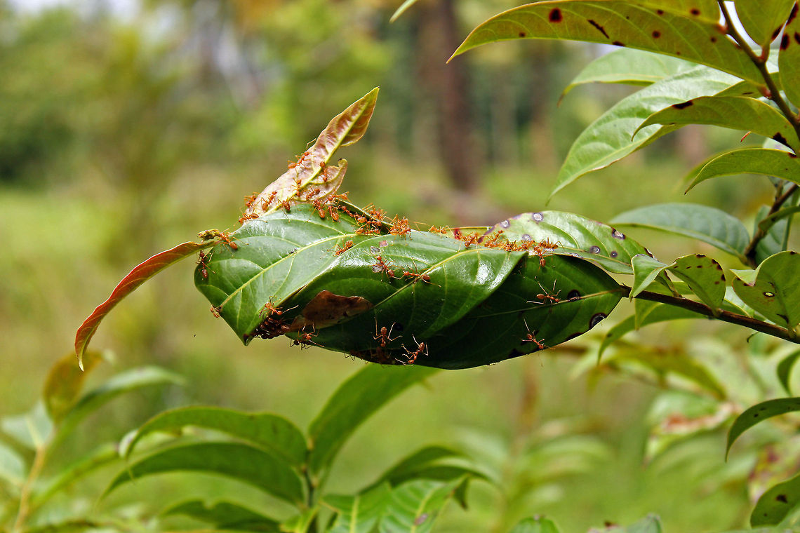 In a hurry Weaver Ant / Green Ant - these nest building ants can certainly make you quite uncomfortable if threatened. Geotagged,India,Oecophylla smaragdina,ants,bite,green,green ant,leaves,nest,weaver ant