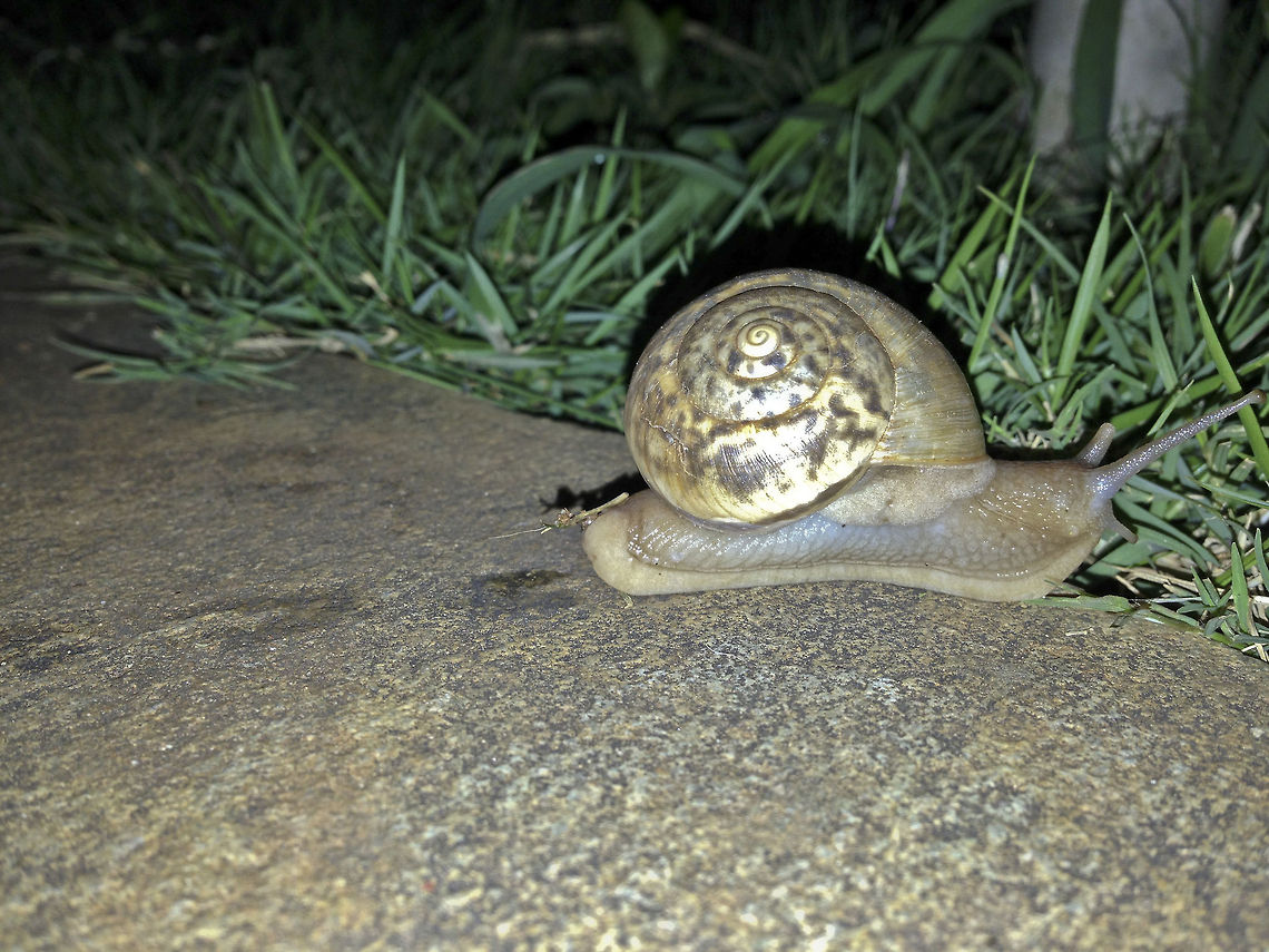 Hold! Snail Crossing Cryptozona Bistrialis - A species of Indian land Snail, about which there is very less to no information online, except for a few images here and there on a few websites. This species of Snail belongs to the Snails that have &quot;Caudal Mucous Pit&quot;; which is the elongated back portion of its body from where it produces mucous, probably to keep its path slippery to move easily?<br />
<br />
This species might belong to the family &quot;Ariophantidae&quot;; air-breathing, land Snails (non-marine), and semi-slugs Ariophantidae,Cryptozona Bistrialis,Cryptozona bistrialis,Geotagged,India,air-breathing,caudal mucous pit,gastropod,land snail,non-marine,snail