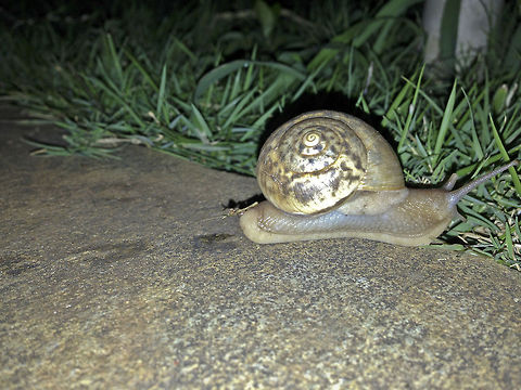 Cryptozona bistrialis