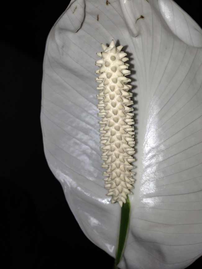 I come in Peace &quot;Spath&quot; AKA &quot;Peace Lily&quot; (Spathiphyllum cochlearispathum) - native to tropical regions of the Americas and southeastern Asia. Certain species of Spathiphyllum are commonly known as Spath or Peace Lilies.<br />
<br />
Although they are mildly toxic to humans and animals when ingested. Several species are popular indoor houseplants. Spathiphyllum cleans indoor air of many environmental contaminants as per a study done by NASA, including benzene, formaldehyde, and other pollutants.[6][7] It cleans best at one plant per 10 m3.[8] It lives best in shade and needs little sunlight to thrive. It is watered approximately once a week. The soil is best left moist but only needs watering if the soil is dry. Geotagged,India,Spathiphyllum,Spathiphyllum cochlearispathum,america,flower,peace lily,southeastern asia,spath,tropical,white