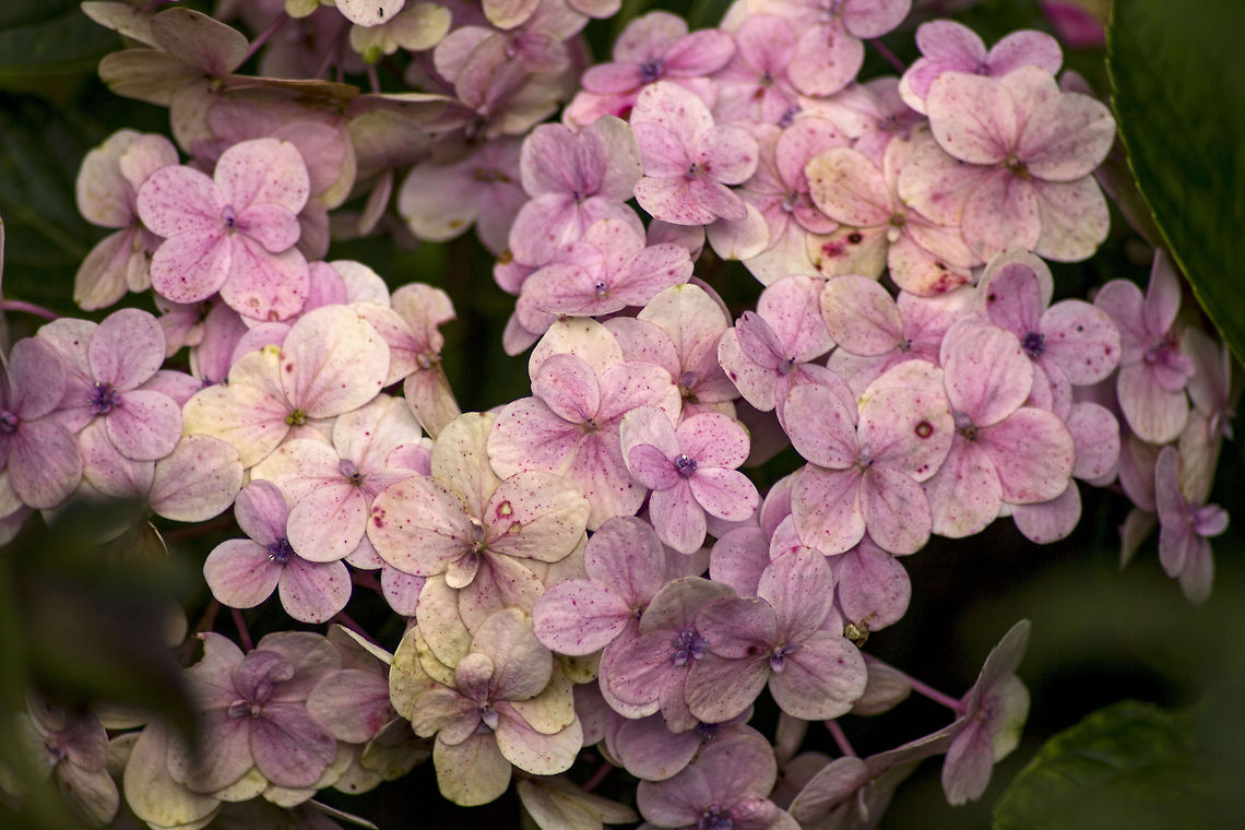 Pretty Pink Hydrangea Macrophylla - Common names include bigleaf hydrangea, French hydrangea, lacecap hydrangea, mophead hydrangea, penny mac and hortensia.<br />
<br />
What's interesting is that the blooms of this flower can be blue, red, pink, light purple, or dark purple. The color is affected by soil pH.[3][4] An acidic soil (pH below 7) will usually produce flower color closer to blue, whereas an alkaline soil (pH above 7) will produce flowers more pink. This is caused by a color change of the flower pigments in the presence of aluminium ions which can be taken up into hyperaccumulating plants. Bigleaf hydrangea,French hydrangea,Geotagged,Hydrangea Macrophylla,Hydrangea macrophylla,India,bigleaf hydrangea,hortensia,lacecap,mophead,penny mac