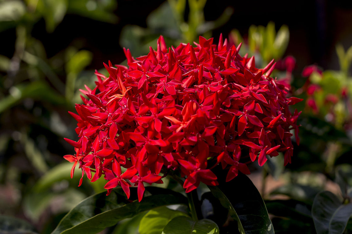 Yes, my favorite drink is Bloody Mary! Jungle Geranium AKA flame of the woods AKA Jungle Flame - It is a common flowering shrub native to Southern India and Sri Lanka. It has become one of the most popular flowering shrubs in South Florida gardens and landscapes. Its name derives from an Indian deity.<br />
<br />
Other common names include: &quot; West Indian Jasmine&quot;, &quot;rangan&quot;, &quot;kheme&quot;, &quot;ponna&quot;, &quot;chann tanea&quot;, &quot;techi&quot;, &quot;pan&quot;, &quot;santan&quot;, &quot;jarum-jarum&quot;, &quot;Jungle flame&quot;, &quot;Jungle geranium&quot;, and many more. Geotagged,India,Ixora coccinea,Jungle flame,Jungle geranium,West Indian Jasmine,agumbe,bunch,chann tanea,flame of the woods,flora,flower,jarum-jarum,kheme,pan,ponna,rangan,red,santan,techi