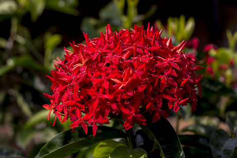 Yes, my favorite drink is Bloody Mary! Jungle Geranium AKA flame of the woods AKA Jungle Flame - It is a common flowering shrub native to Southern India and Sri Lanka. It has become one of the most popular flowering shrubs in South Florida gardens and landscapes. Its name derives from an Indian deity.

Other common names include: " West Indian Jasmine", "rangan", "kheme", "ponna", "chann tanea", "techi", "pan", "santan", "jarum-jarum", "Jungle flame", "Jungle geranium", and many more. Geotagged,India,Ixora coccinea,Jungle flame,Jungle geranium,West Indian Jasmine,agumbe,bunch,chann tanea,flame of the woods,flora,flower,jarum-jarum,kheme,pan,ponna,rangan,red,santan,techi