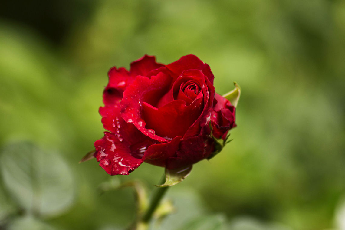 I Love You! Hybrid Tea Rose AKA "Rosa Mr. Lincoln" seemed to be the closest match to this Rose. ID, anyone?<br />
<br />
May be this is helpful?<br />
<a href="http://www.ehow.com/facts_7634946_information-mr-lincoln-roses.html" rel="nofollow">http://www.ehow.com/facts_7634946_information-mr-lincoln-roses.html</a><br />
<a href="http://www.botanical-journeys-plant-guides.com/mister-lincoln-rose.html" rel="nofollow">http://www.botanical-journeys-plant-guides.com/mister-lincoln-rose.html</a> Geotagged,India,flora,flower,lincoln,red,rosa,rose