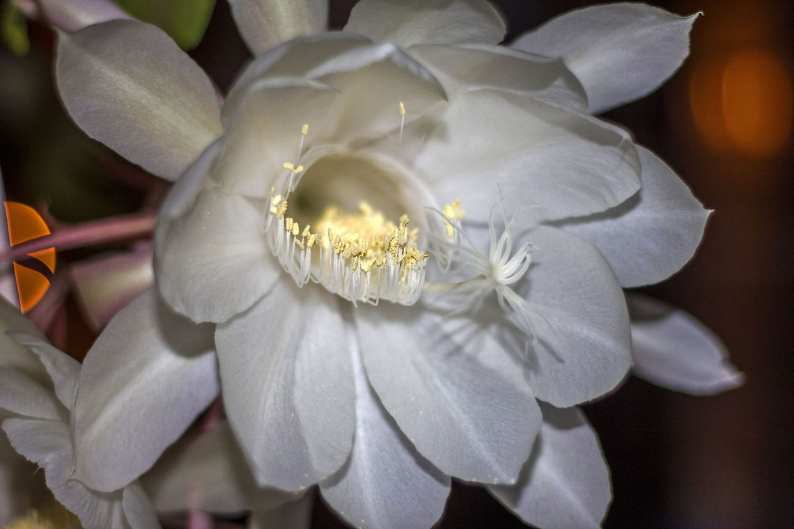 A glorious night &quot;Brahma Kamala&quot; AKA &quot;Queen of the Night&quot; (Selenicereus grandiflorus) - This gorgeous flora lives only for a night, and it makes the night special for everyone around it. Not only does it look so amazing, it smells awesome too! Geotagged,India,Large-flowered Cactus,Nightblooming Cereus,Queen of the Night,Selenicereus grandiflorus,Sweet-Scented Cactus,Vanilla Cactus,brahma kamala,queen of the night