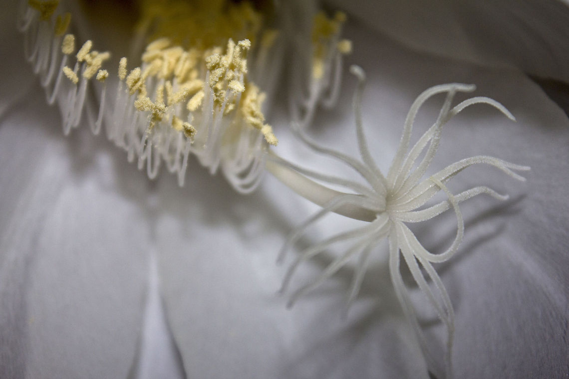 I feel naked &quot;Brahma Kamala&quot; AKA &quot;Queen of the Night&quot; (Selenicereus grandiflorus) - Close-up of the flower showing its pollen Geotagged,India,Large-flowered Cactus,Nightblooming Cereus,Queen of the Night,Selenicereus grandiflorus,Sweet-Scented Cactus,Vanilla Cactus,brahma kamala,pollen,queen of the night,white