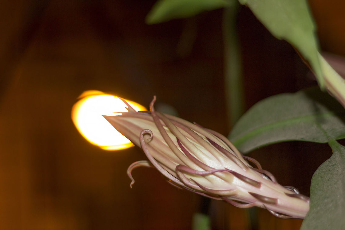Looking good, bud! &quot;Brahma Kamala&quot; AKA &quot;Queen of the Night&quot; (Selenicereus grandiflorus) - Waiting for its turn to bloom Geotagged,India,Large-flowered Cactus,Nightblooming Cereus,Queen of the Night,Selenicereus grandiflorus,Sweet-Scented Cactus,Vanilla Cactus,brahma kamala,queen of the night