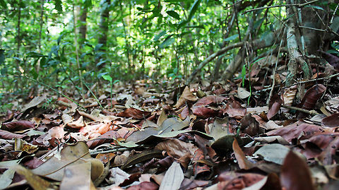 Rain forest debris Never touch what you don't need, for it is the home to many wild animals and insects. Every leaf, every branch, every dead tree, every stone may be a home to many lives. Protect the eco-system, like you protect your own house, and more importantly, ALWAYS respect and fear the jungle. You never know what surprise may be waiting for you underneath. Geotagged,India,agumbe,debris,jungle,rain forest,wild
