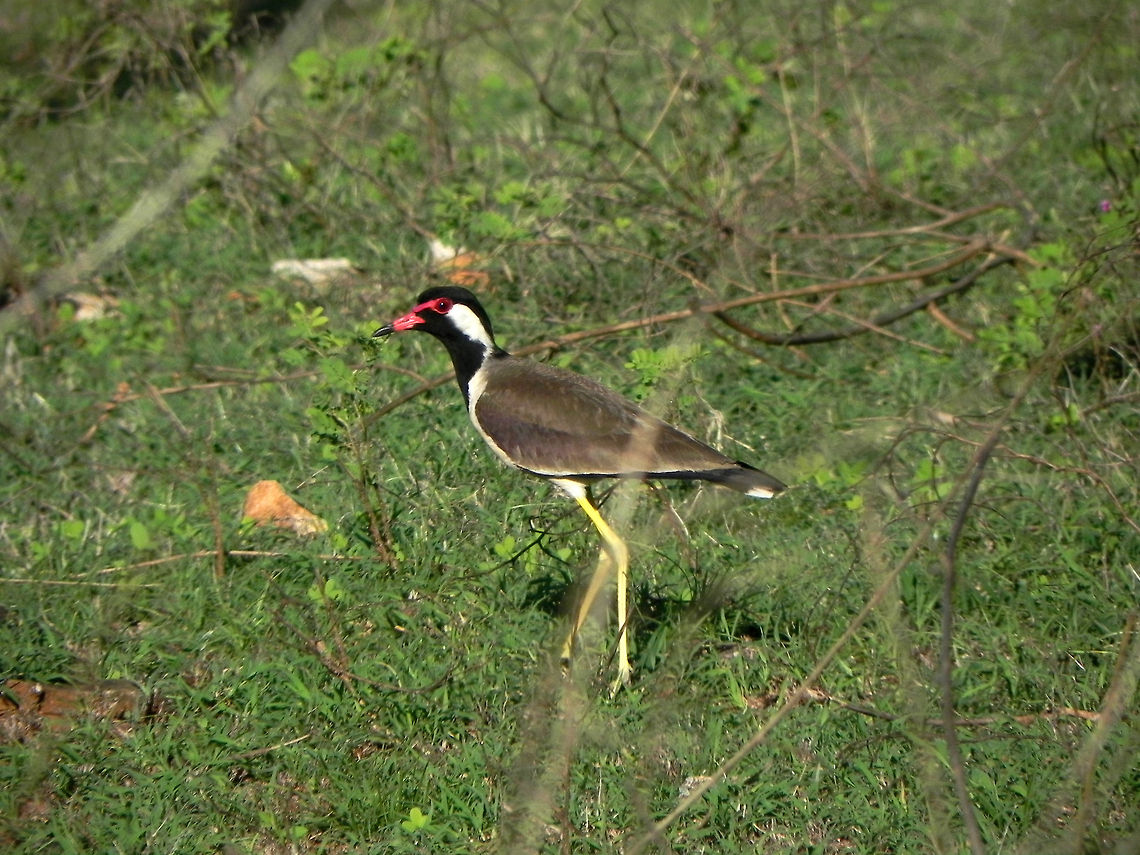 Did you do it? Red-wattled Lapwing (Vanellus indicus) - commonly known as the &quot;Did you do it&quot; bird. Keep your ears open for its calls if you are in a jungle; especially if there are carnivores around! Did you do it,Geotagged,India,Red-wattled Lapwing,Vanellus indicus,bird,india,mudumalai,red,wings