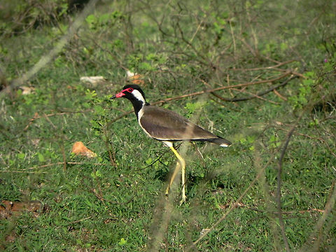 Did you do it? Red-wattled Lapwing (Vanellus indicus) - commonly known as the "Did you do it" bird. Keep your ears open for its calls if you are in a jungle; especially if there are carnivores around! Did you do it,Geotagged,India,Red-wattled Lapwing,Vanellus indicus,bird,india,mudumalai,red,wings
