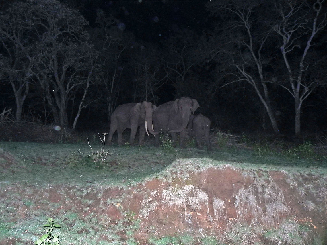 After dusk "Family pic" Indian elephant (Elephas maximus indicus) - I and a couple of other guys I know were cruising in a car in the jungle routes of Mudumalai, Tamil Nadu after a census in the day, hoping to spot wild animals, when we spotted this family of Elephants standing still right beside the road. Elephants have poor eyesight; pretty much comparable to ours at night time, which makes them vulnerable. This is the reason why Elephants avoid moving around after dark and prefer to stand still and be attentive to the surrounding noises and scents. Elephas maximus indicus,Geotagged,India,Indian Elephant,dusk,forest,jumbo,jungle,mudumalai,night,tamil nadu