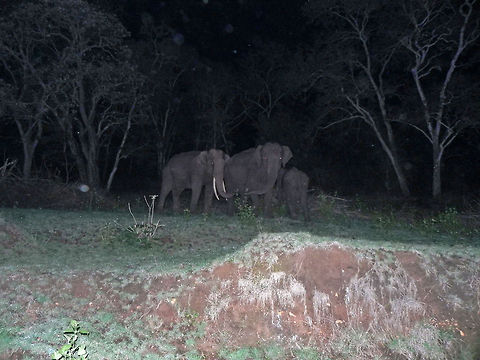 After dusk "Family pic" Indian elephant (Elephas maximus indicus) - I and a couple of other guys I know were cruising in a car in the jungle routes of Mudumalai, Tamil Nadu after a census in the day, hoping to spot wild animals, when we spotted this family of Elephants standing still right beside the road. Elephants have poor eyesight; pretty much comparable to ours at night time, which makes them vulnerable. This is the reason why Elephants avoid moving around after dark and prefer to stand still and be attentive to the surrounding noises and scents. Elephas maximus indicus,Geotagged,India,Indian Elephant,dusk,forest,jumbo,jungle,mudumalai,night,tamil nadu