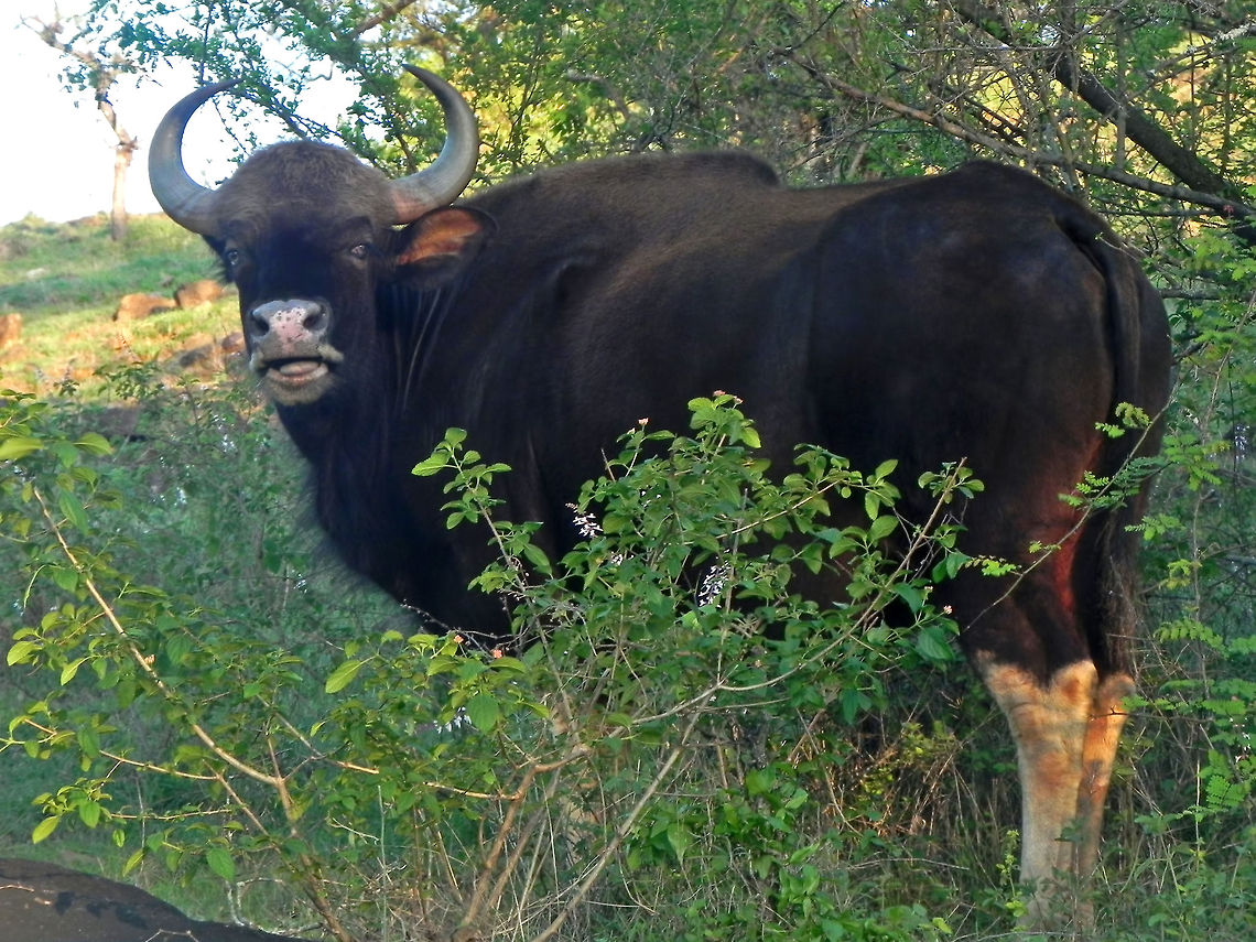 What are you lookin' at? Gaur AKA Indian Bison (Bos gaurus) - One of the vegetarian, mighty beasts of Indian jungles. These beautiful, extremely powerful, heavy but agile creatures are the largest extant bovine and is native to South Asia and Southeast Asia. Their body length can range between 8.2 to 10.8 ft (excl. tail), and their height ranges between 5.41 to 7.22 ft (at the shoulder). They weigh anywhere between 650 to 1,000 kg (1,430 to 2,200 lb) with an occasional large bull weighing up to 1,500 kg (3,300 lb).<br />
<br />
Males are about 1/4th larger and heavier than females. Adult males may be solitary, while the Gaur herds are led by female Gaurs (Matriarch). During the peak of the breeding season, unattached males wander widely in search of receptive females. No serious fighting between males has been recorded, with size being the major factor in determining dominance. Males make a mating call of clear, resonant tones which may carry for more than 1.6 km (0.99 mi). Gaur have also been known to make a whistling snort as an alarm call, and a low, cow-like moo.<br />
<br />
Due to their formidable size, they have very few natural enemies. Leopards and packs of Dholes usually hunt down the unguarded calves or unhealthy Gaurs. Only adult Tigers and salt water Crocodiles have been reported to bring down a fully grown, adult Gaur.<br />
<br />
The Gaur in the pic is a female. Bos gaurus,Gaur,Geotagged,India,forest,india,indian bison,jungle,wild