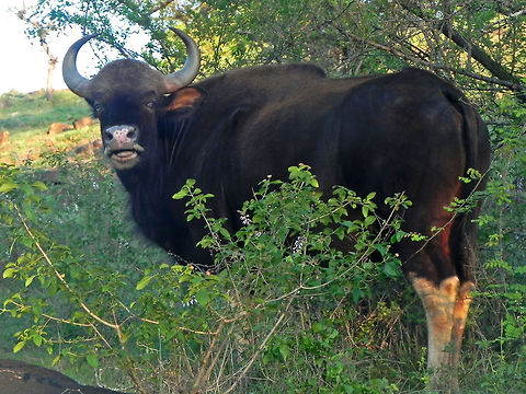 What are you lookin' at? Gaur AKA Indian Bison (Bos gaurus) - One of the vegetarian, mighty beasts of Indian jungles. These beautiful, extremely powerful, heavy but agile creatures are the largest extant bovine and is native to South Asia and Southeast Asia. Their body length can range between 8.2 to 10.8 ft (excl. tail), and their height ranges between 5.41 to 7.22 ft (at the shoulder). They weigh anywhere between 650 to 1,000 kg (1,430 to 2,200 lb) with an occasional large bull weighing up to 1,500 kg (3,300 lb).

Males are about 1/4th larger and heavier than females. Adult males may be solitary, while the Gaur herds are led by female Gaurs (Matriarch). During the peak of the breeding season, unattached males wander widely in search of receptive females. No serious fighting between males has been recorded, with size being the major factor in determining dominance. Males make a mating call of clear, resonant tones which may carry for more than 1.6 km (0.99 mi). Gaur have also been known to make a whistling snort as an alarm call, and a low, cow-like moo.

Due to their formidable size, they have very few natural enemies. Leopards and packs of Dholes usually hunt down the unguarded calves or unhealthy Gaurs. Only adult Tigers and salt water Crocodiles have been reported to bring down a fully grown, adult Gaur.

The Gaur in the pic is a female. Bos gaurus,Gaur,Geotagged,India,forest,india,indian bison,jungle,wild