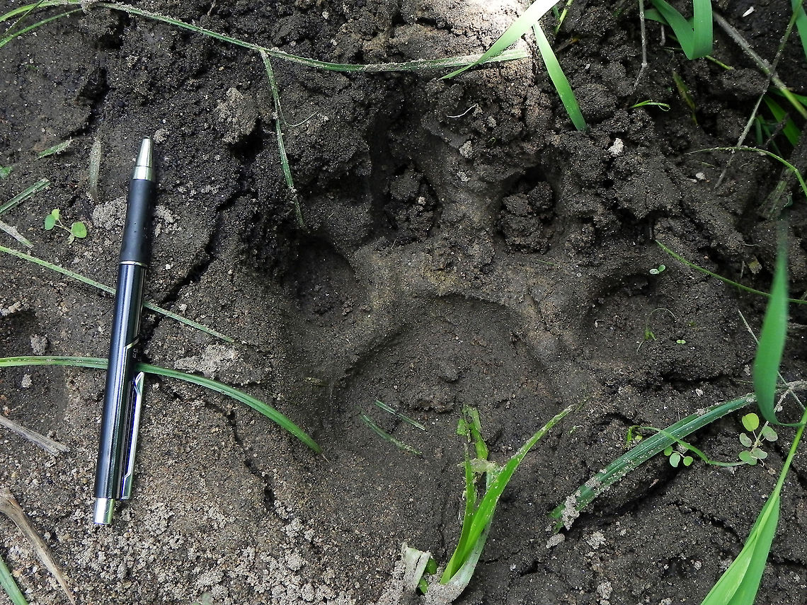 Big foot! Bengal Tiger (Panthera Tigris Tigris) - Declined numbers in the population of these majestic creatures has made it increasingly hard to spot them in the wild. One can consider themselves lucky with a spotting of the elusive big cat in its natural habitat these days.<br />
<br />
During one of the Tiger census I participated in, I was lucky enough to accidentally catch a glimpse of a fully grown adult Male Tiger in its territory from a distance of less than 25 ft (only 2 jumps away from the Tiger) - on feet! It was at least 9 ft in length (excl. tail), and was planning a hunt of the Gaurs that were on high alert, only a few yards away from us! Our presence disrupted its plan to hunt, and the Tiger went in to the bushes after staring at us for a few seconds, and then disappeared.<br />
<br />
We later tried to find him, but had to find happiness in locating one of its PUG MARKS, as seen in the picture, after a heavy rain the previous day. The pen is for the size reference. The pug mark was over 15 cms in length easily!<br />
<br />
Location - somewhere in-between the Mudumalai - Bandipur forest area (more towards Mudumalai). Bengal tiger,Geotagged,India,Panthera Tigris Tigris,Panthera tigris tigris,bengal tiger,big cat,foot,forest,jungle,mudumalai,pug mark,wild